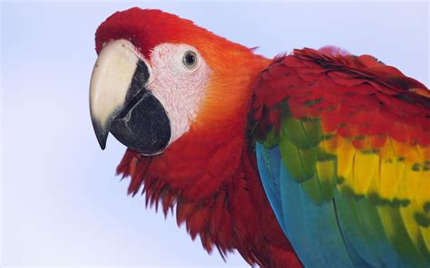 Profile of a Scarlet Macaw Wallpapers | HD Wallpapers | ID #4888