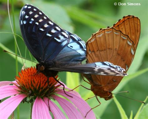 Diana Fritillary Speyeria diana (Cramer, 1777) | Butterflies and Moths ...