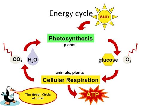 Diagram Of Photosynthesis And Cellular Respiration - General Wiring Diagram