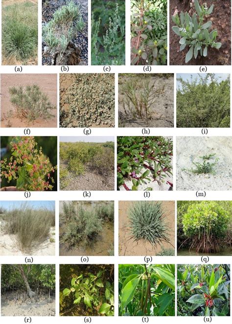 Ecological and Economic Potential of Major Halophytes and Salt Tolerant ...