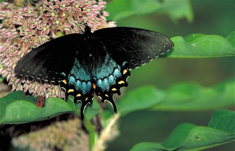 Spicebush Swallowtail - Papilio troilus | Most beautiful butterfly, Beautiful butterflies ...