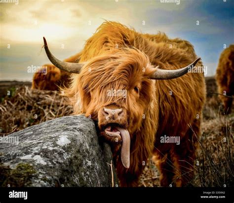 Highland Cow Tongue