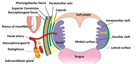 Palatine Tonsil , Relations, Blood supply, Waldyer's ring , Anatomy QA