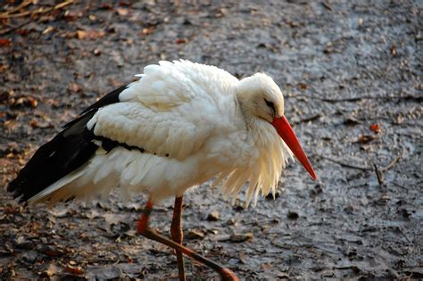 White Stork @ Africa Alive, Suffolk | Tim Parkinson | Flickr