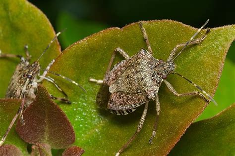 How Stink Bug Control Works | Stink Bugs In Pennsylvania