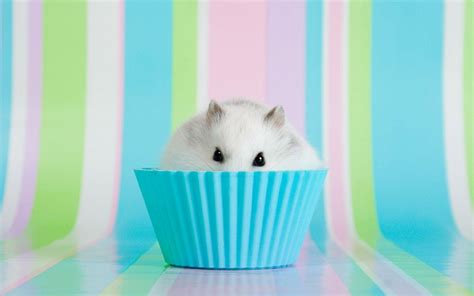 Cute Hamster Wallpapers - Wallpaper Cave