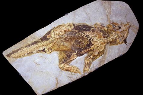 Fossil Reconstruction Shows How Dinosaurs Used Camouflage to Evade Prey | Gizmodo UK