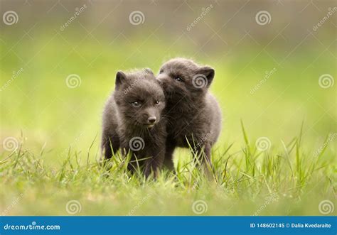 Close Up of Arctic Fox Cubs Playing in a Meadow Stock Image - Image of isolated, cute: 148602145