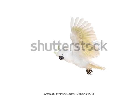 Beautiful Cockatoo Parrot Flying Isolated On Stock Photo 2304551503 ...