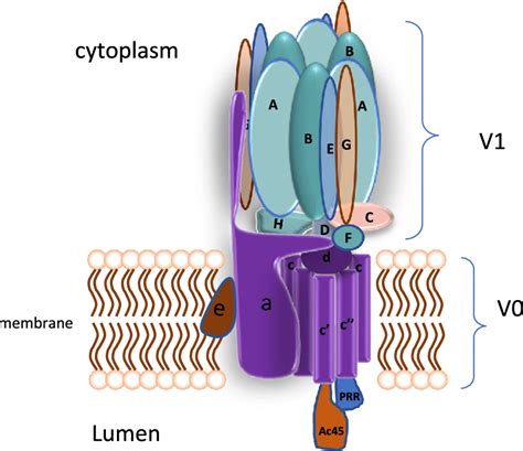 Structure of V-ATPases. V-ATPase is composed of multiple core subunits... | Download Scientific ...