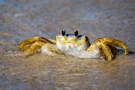 Atlantic Ghost Crab Takes a Dip in the Surf | Smithsonian Photo Contest ...