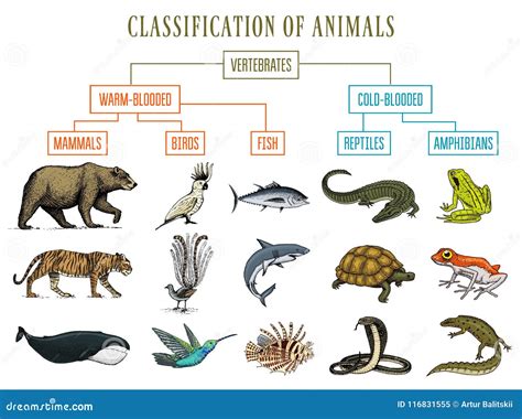 Classification of Animals. Reptiles Amphibians Mammals Birds. Crocodile Fish Bear Tiger Whale ...