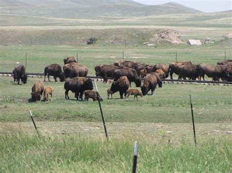 NoCo IMRG Terry Bison Ranch Ride - Northern Colorado IMRG