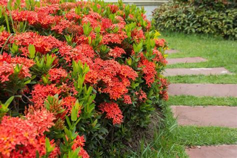 Ixora Plant Care And Complete Guide | Plantly