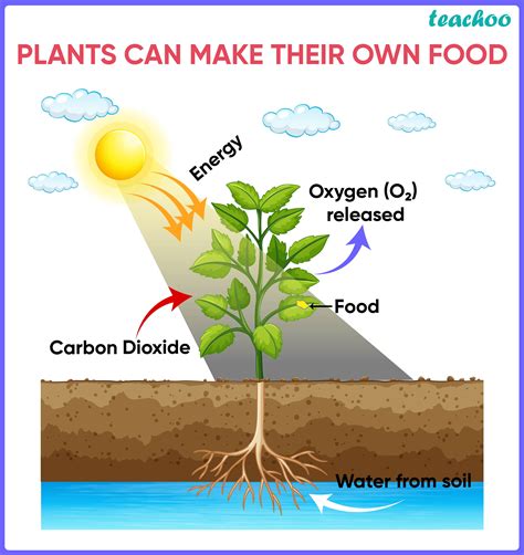 Autotrophs Examples