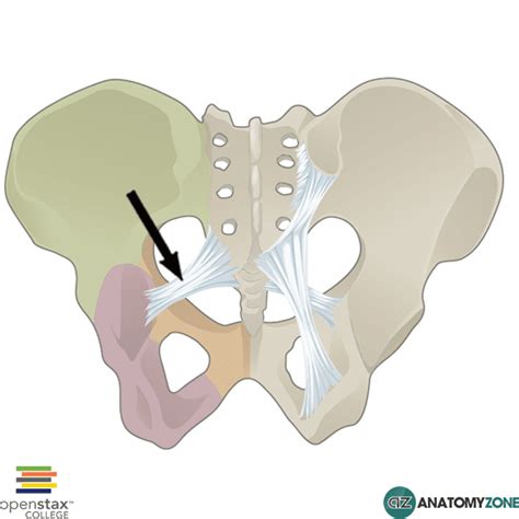 Sacrospinous Ligament • Musculoskeletal • AnatomyZone