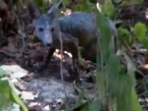 Maryland "Chupacabra" ID'd as fox with mange - CBS News