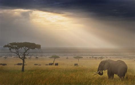 Breathtaking savannah | Wildlife photography, Landscape, Photo