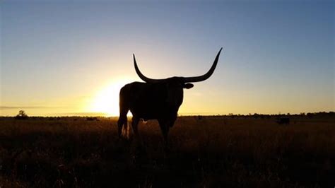 Cattle Cow Farming Texas Longhorn Sunset Stock Footage Video (100% ...