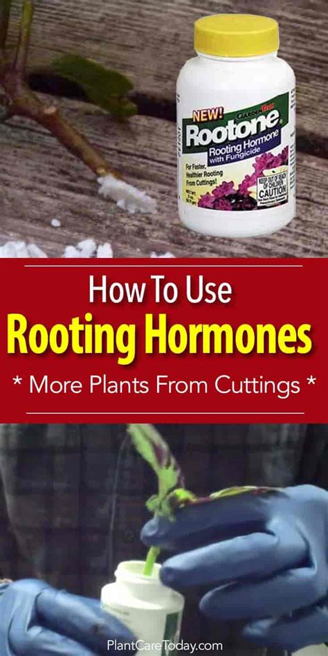 How To Use Rootone Rooting Hormone To Start More Plants