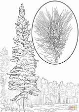 Western White Pine Pinus Monticola coloring Page  Free Printable sketch template
