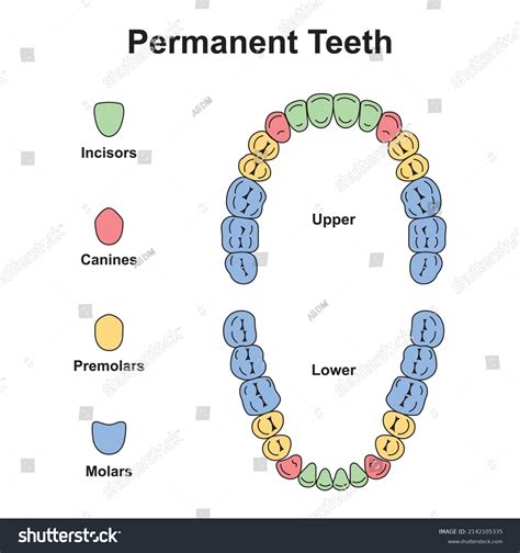 Human Teeth Diagram For Kids