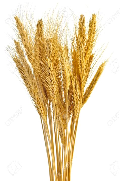 Wheat Transparent - PNG All | PNG All