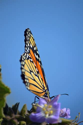 monarch butterfly | ... live life like a butterfly, take a r… | Flickr