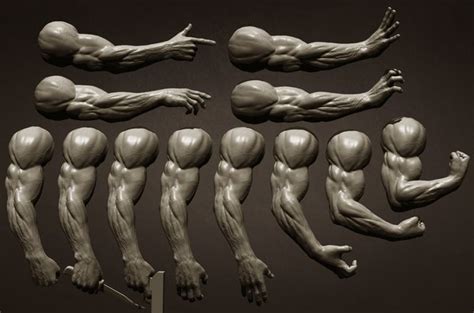 3d model of male arms