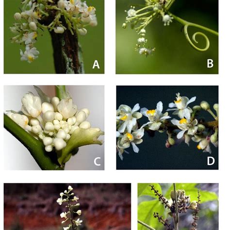 Actinomorphic flower in Thinouia myriantha. A. Staminate flower. B.... | Download Scientific Diagram