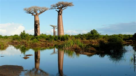 Climate Change Is Killing These Ancient Trees — But That’s Just Part of the Story • The Revelator