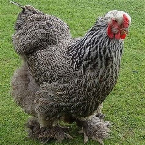 Chicken Eggs Archives - Fertile Hatching Eggs for Sale