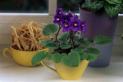 4 Best African Violet Fertilizers - Gardenia Organic