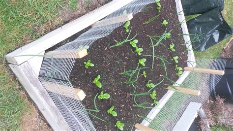 Confused about growing lettuce (little gem) — BBC Gardeners' World Magazine