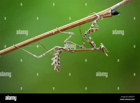 Conehead mantis (Empusa pennata) imago, Bulgaria Stock Photo - Alamy