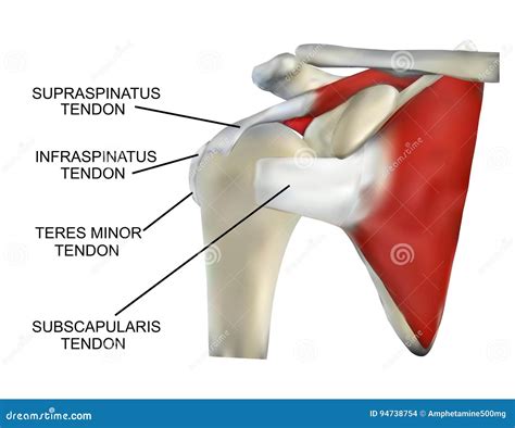 Rotator Cuff Muscles