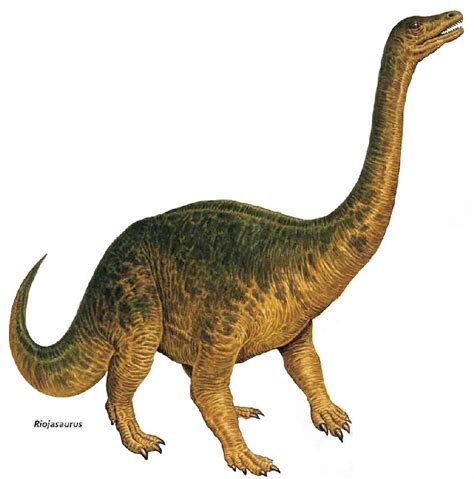 Riojasaurus Pictures & Facts - The Dinosaur Database