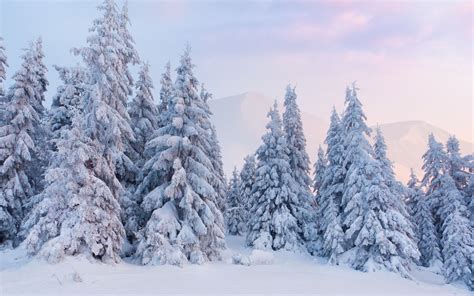 Download Snow Forest Tree Nature Winter HD Wallpaper