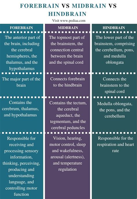 What is the Difference Between Forebrain Midbrain and Hindbrain - Pediaa.Com