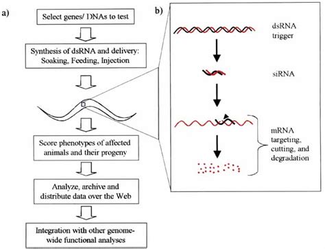 Scheme for using RNAi to analyze gene function in C. elegans ...