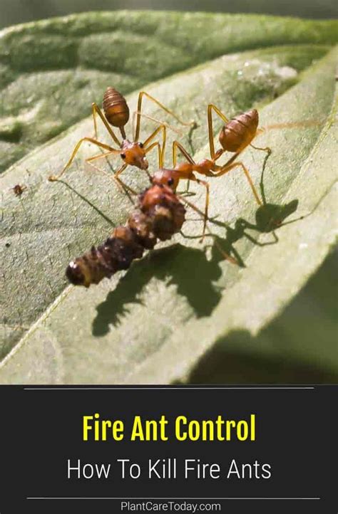 Fire Ant Control: When To Apply and What To Use? in 2021 | Ant control ...