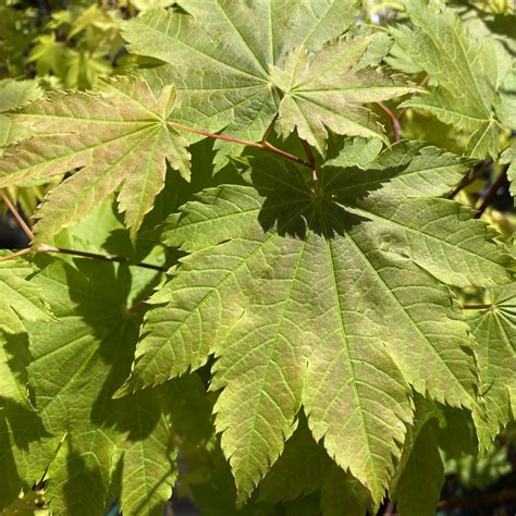 Acer japonicum Vitifolium – Miles Japanese Maples