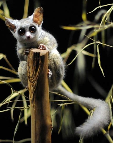 43 best bushbaby images on Pinterest | Primate, Primates and Animal kingdom