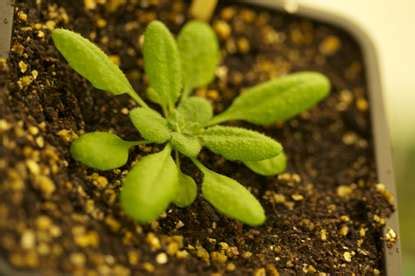 Baker's yeast can help plants cope with soil contamination