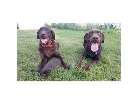 AKC Chocolate Labrador Puppies for adoption Rexburg - Puppies for Sale ...