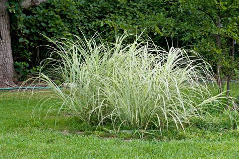 Sedge Plant Care - How To Grow Native Sedge Plants | Gardening Know How