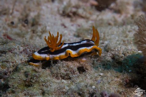 Marine Flatworms-Facts-Photographs and Video | Seaunseen