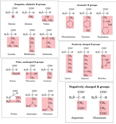 Structure Of Amino Acids Pdf Chart - FreeSkill