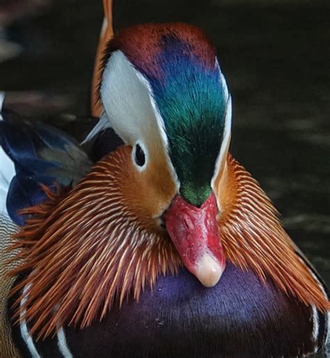 Closeup of a colorful mandarin duck (drake) - FeederWatch