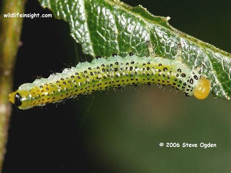 Identification of Sawfly caterpillars on garden plants, shrubs, trees ...